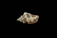 藏品(百肋鳳凰螺)的圖片